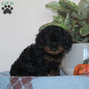 Gypsy, Cavapoo Puppy